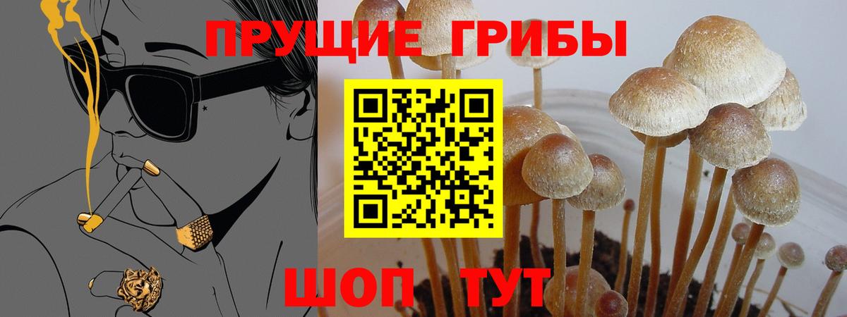 Псилоцибиновые грибы Psilocybe  Вход с VPN  Унеча 